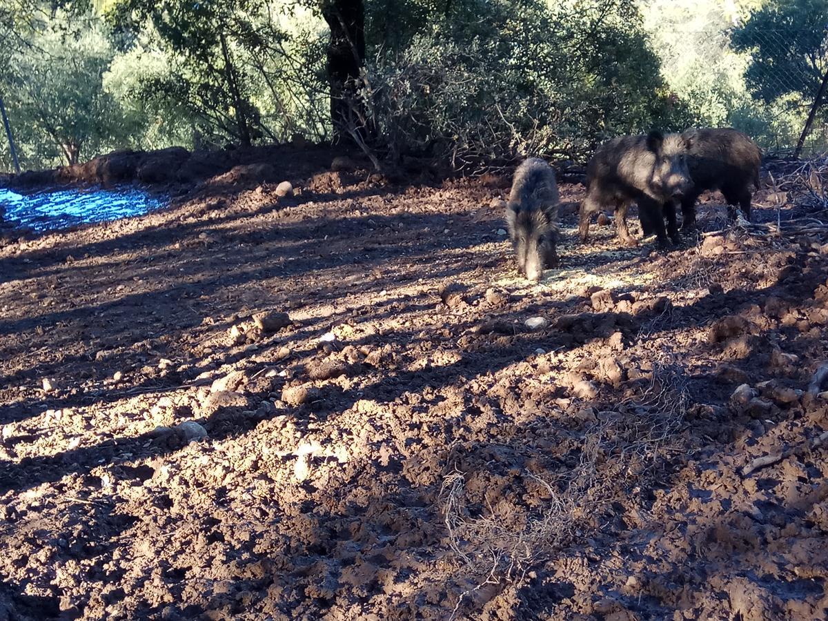 Casas Rurales La Loma Del Carrascal Hornos Kültér fotó